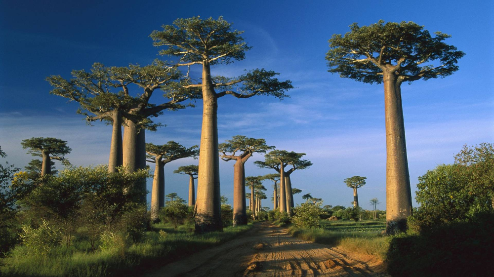 Image actualité : Préservation de la Biodiversité : Un Nouveau Programme de Reboisement à Madagascar