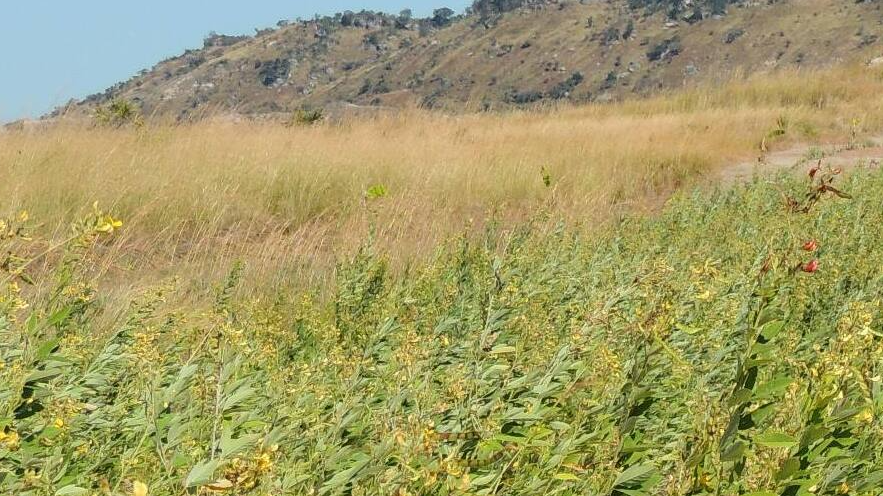 Image actualité : L'Importance de la Gestion Durable des Sols pour l'Avenir de Madagascar